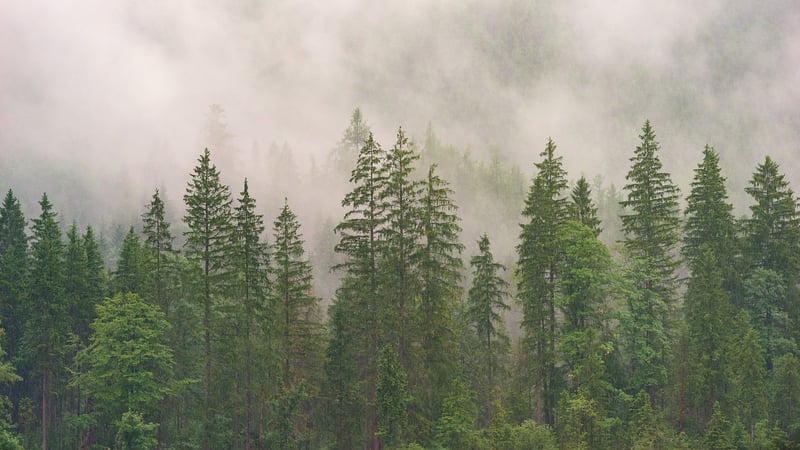 Redwood National Park